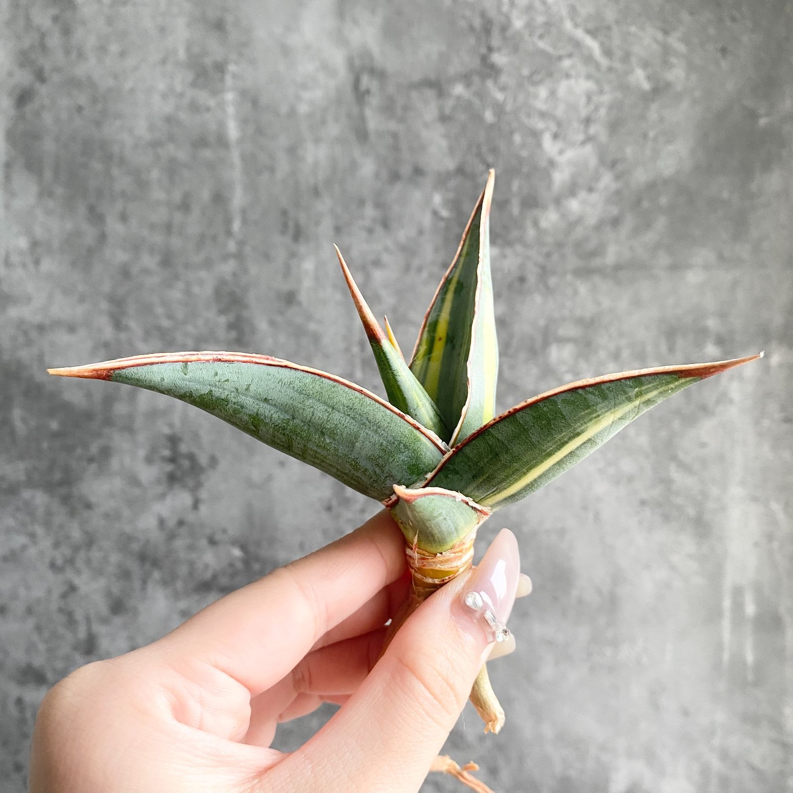 サンスベリア Sansevieria Tiger Blue v Tiger サンセベリア Blue