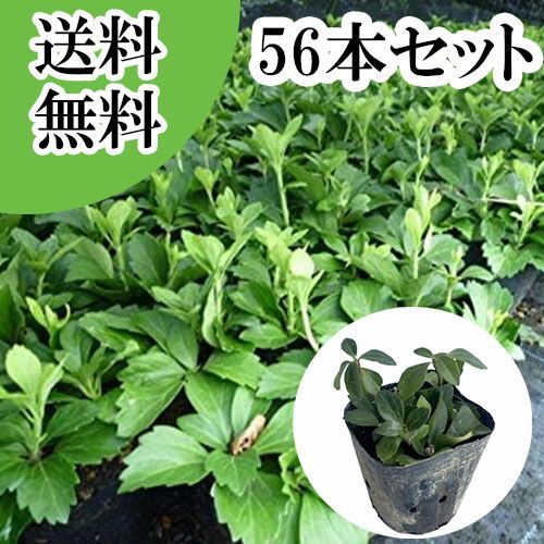 【56本セット】フッキソウ/9.0cmポット 12,676円