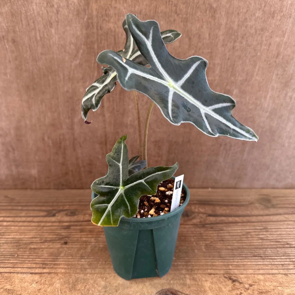 アロカシア サンデリアナ ノビリス ⑥ 現品 Alocasia Sanderiana