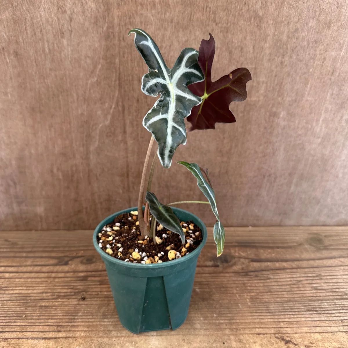 アロカシア サンデリアナ ノビリス ⑥ 現品 Alocasia Sanderiana