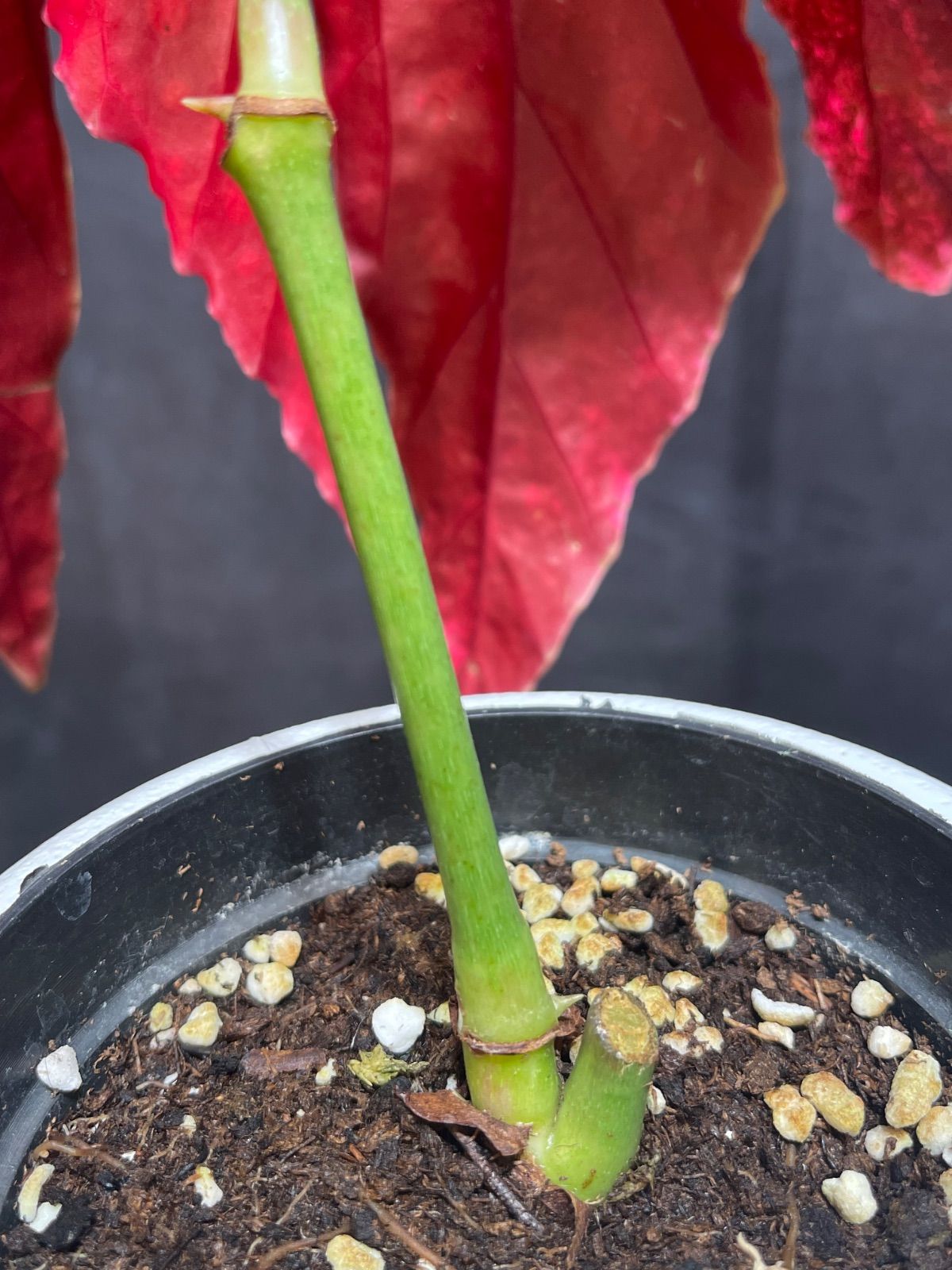 ベゴニア マクラータ 斑入り Begonia Maculata Pink Variegated - メルカリ