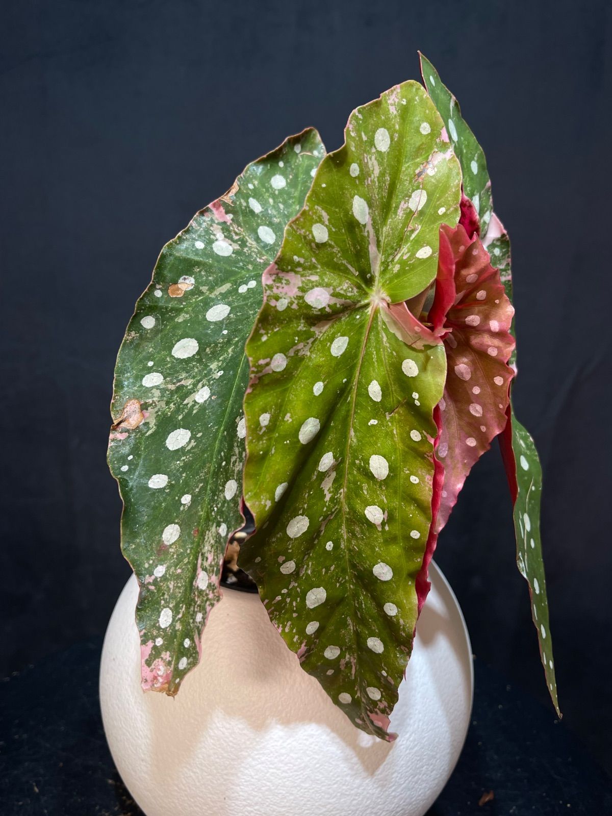 ベゴニア マクラータ 斑入り Begonia Maculata Pink Variegated - メルカリ