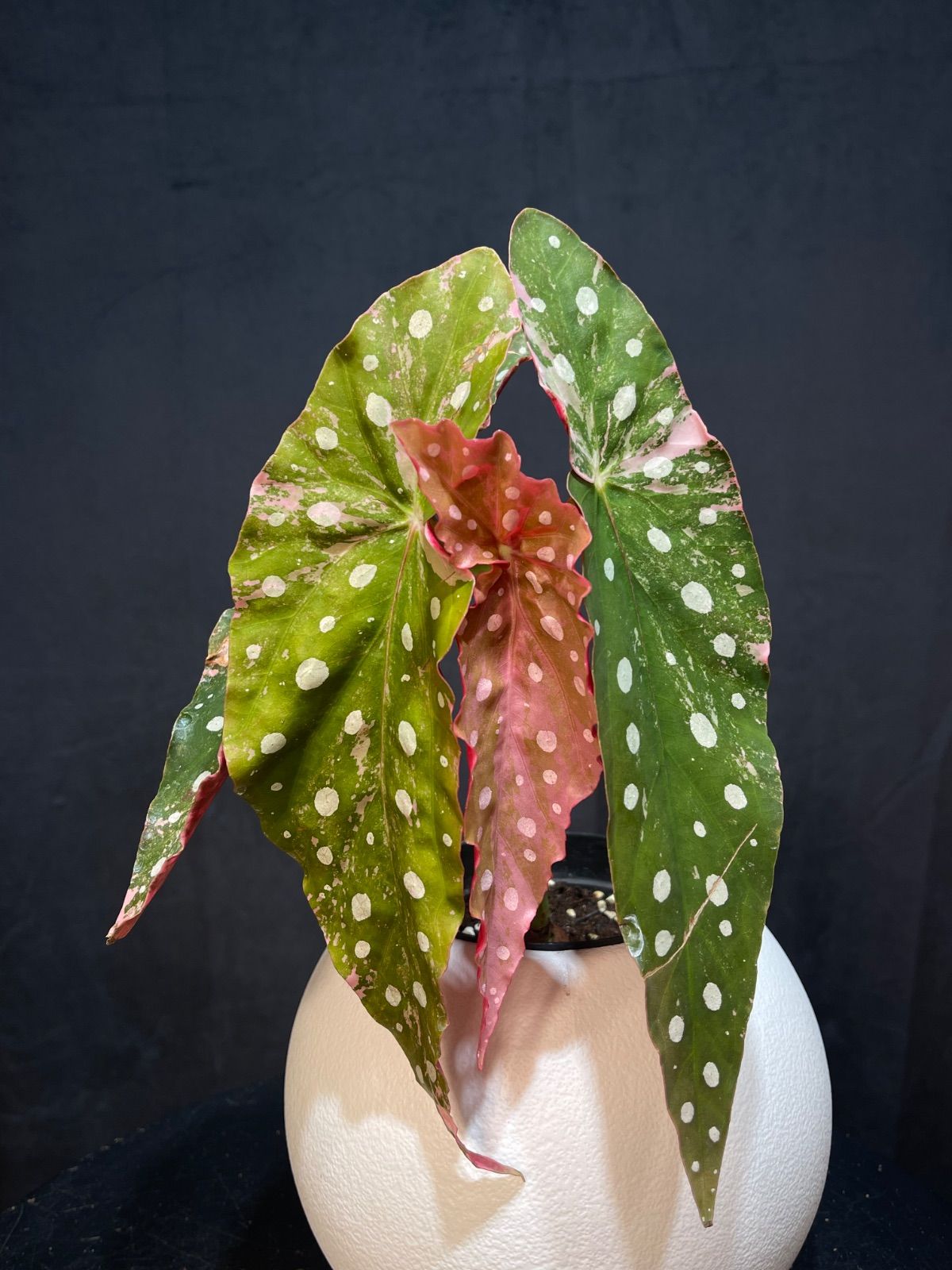 ベゴニア マクラータ 斑入り Begonia Maculata Pink Variegated - メルカリ