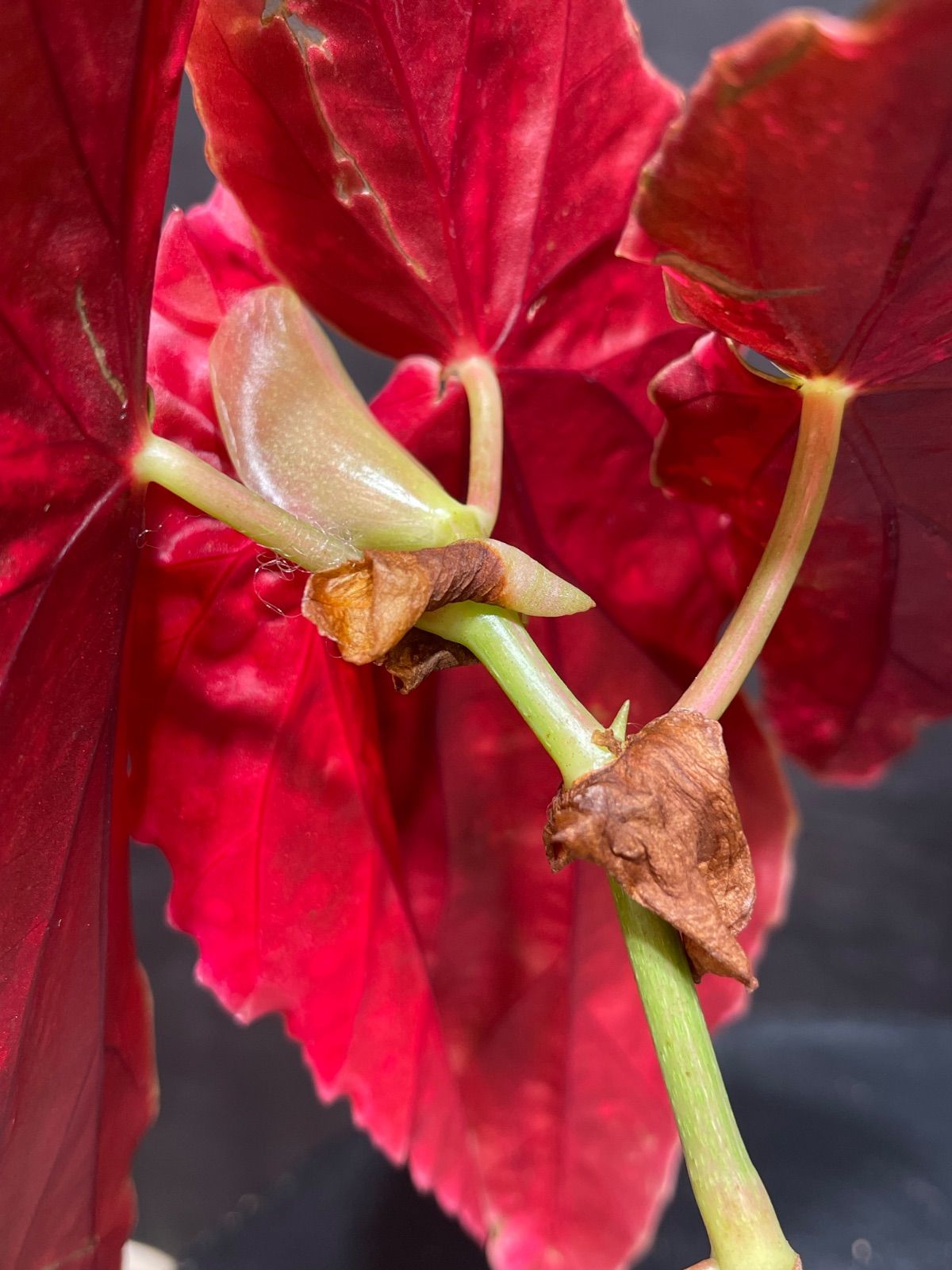 ベゴニア マクラータ 斑入り Begonia Maculata Pink Variegated - メルカリ