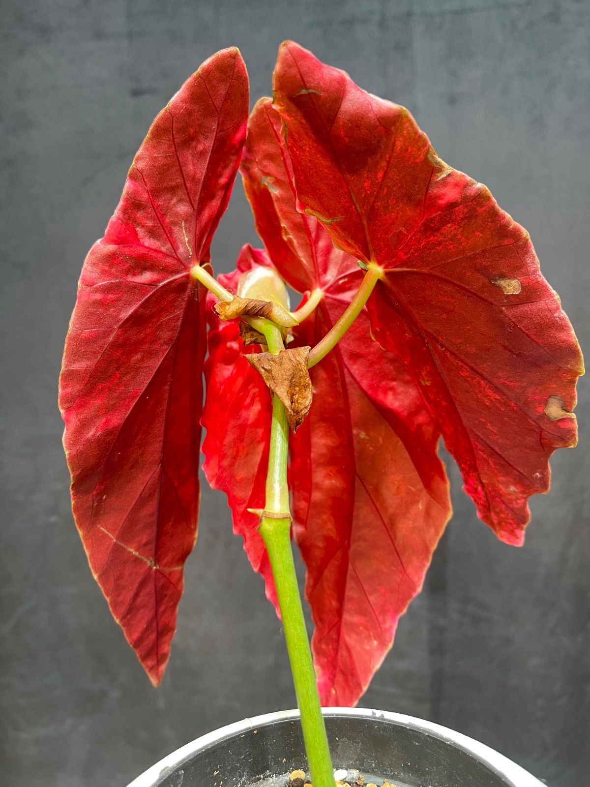 ベゴニア マクラータ 斑入り Begonia Maculata Pink Variegated - メルカリ