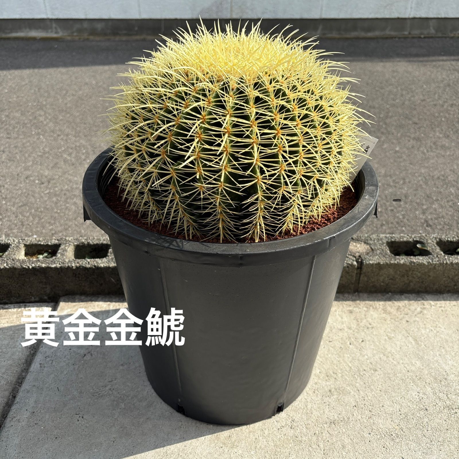 超厳選　金鯱サボテン12号　当店限定　生産者へ直接オーダーした特別株のみを厳選 超厳選 金鯱サボテン12号 当店限定 生産者へ直接オーダーした特別株