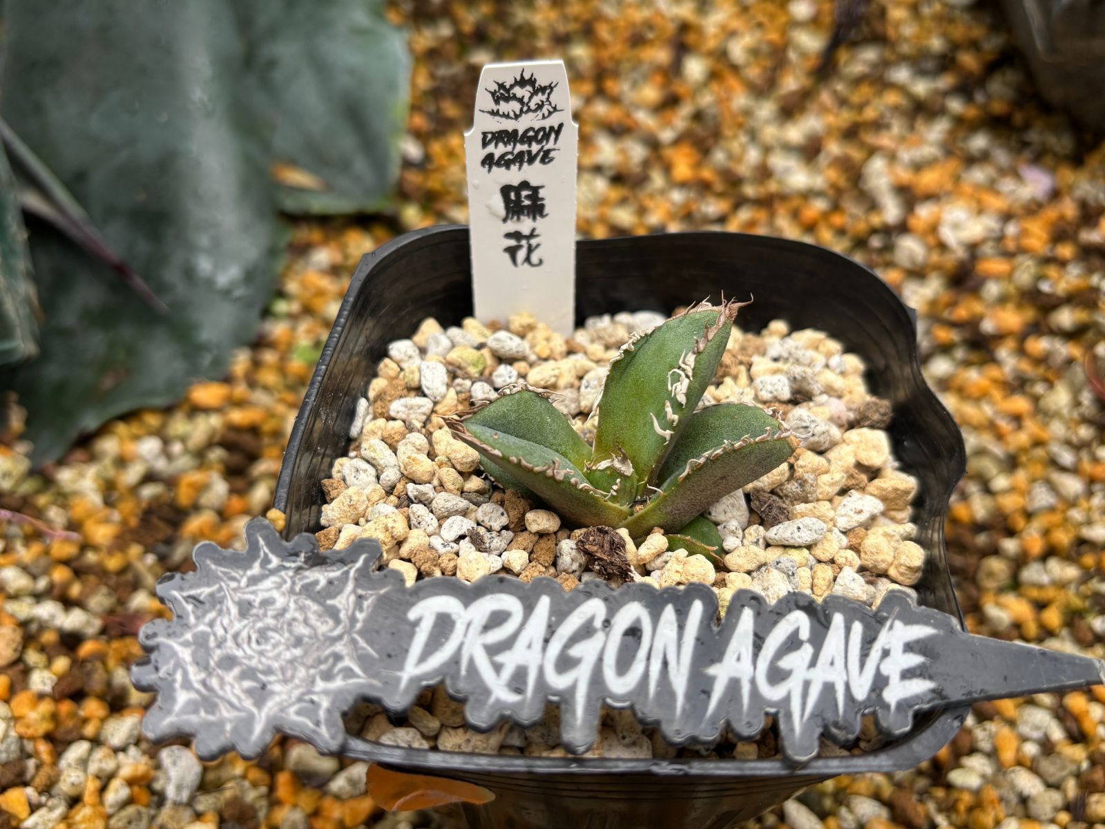 Dragon Agave産》アガベ チタノタ '麻花'（'麻花龍'）｜台湾アガベ