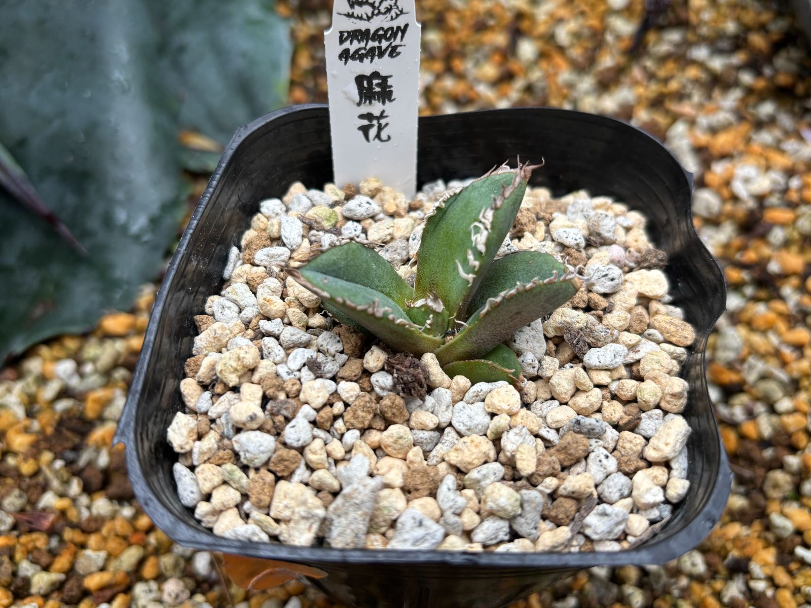 アガベ　チタノタ　麻華龍　もちろんOC株 Dragon Agave産》アガベ チタノタ '麻花'（'麻花龍'）｜台湾アガベ