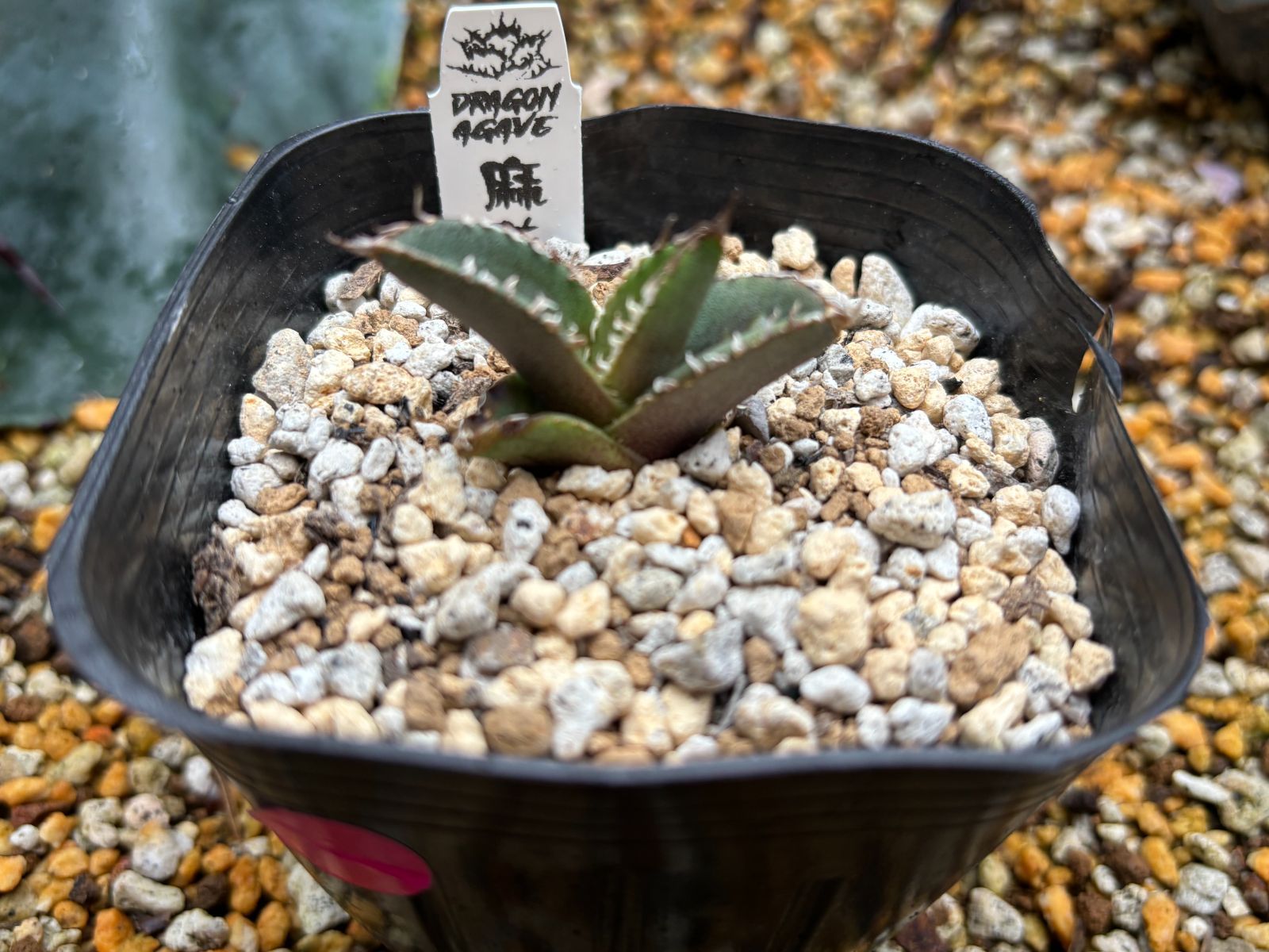 Dragon agave産 麻花 Dragon Agave産》アガベ チタノタ '麻花'（'麻花