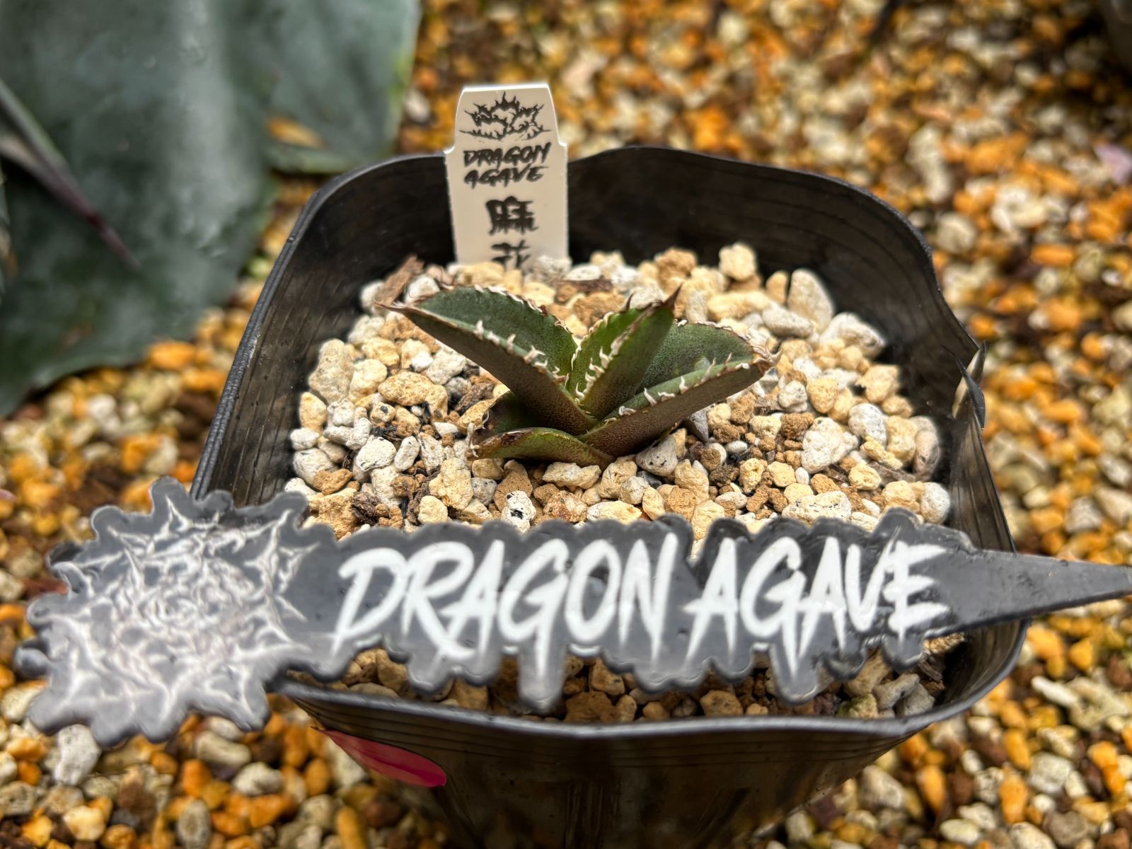アガベ 麻花 子株販売 ラフラム DragonAgave 【公式通販】