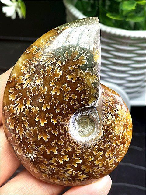 「在庫処分」★貴重－アンモナイト縫合線オパール化石標本B85U3/338U21C 在庫処分」☆貴重－アンモナイト縫合線オパール化石標本B85U3/338U21C