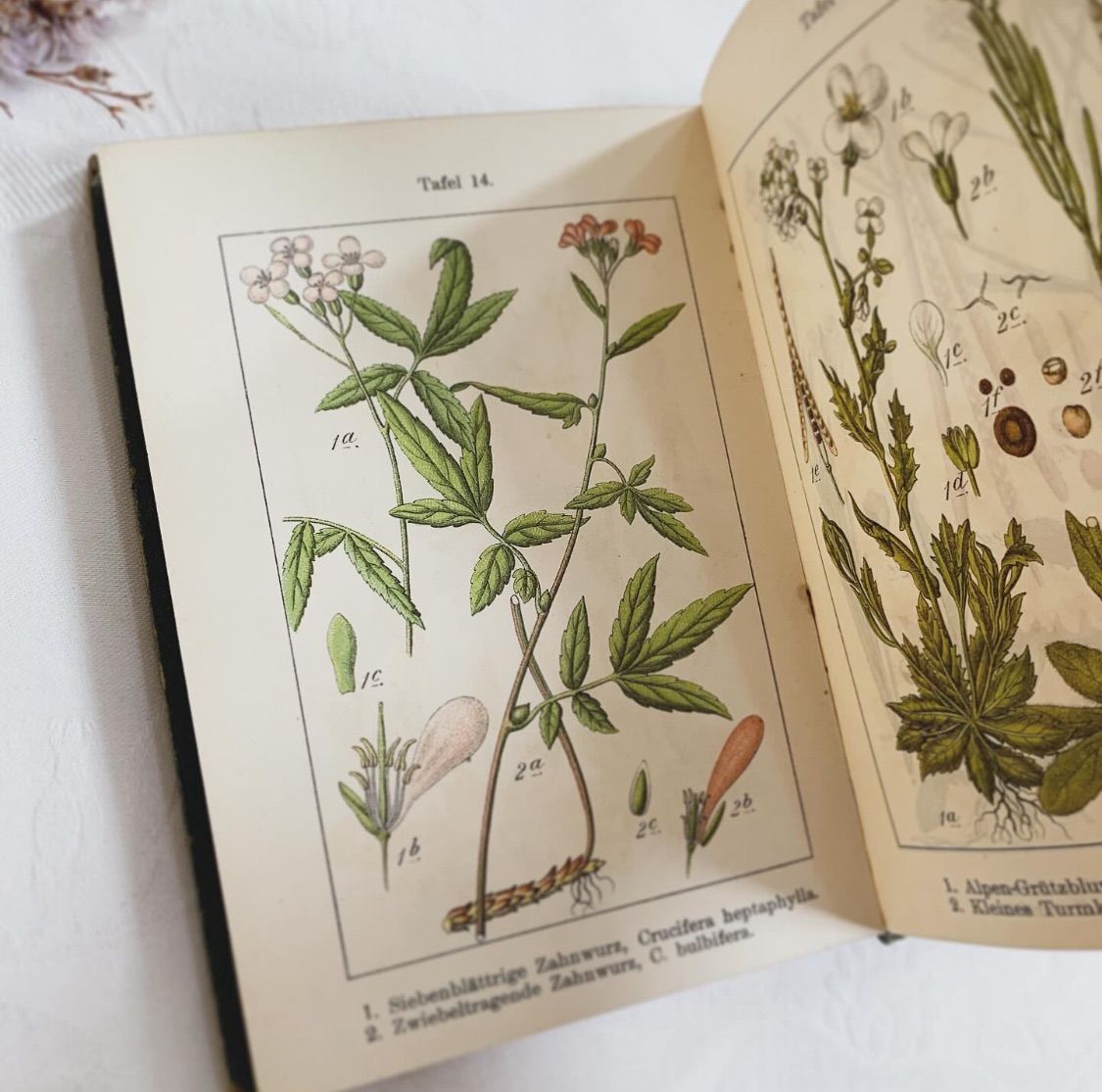 1902年 ドイツの美しい植物図鑑 J. Sturm's Flora von Deutschland