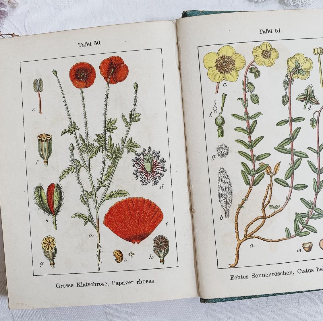L938洋書古書1957年ドイツ発行美しい植物画プレートが168枚入った植物図鑑 L938洋書古書1957年ドイツ発行美しい植物画プレートが168枚入った植物