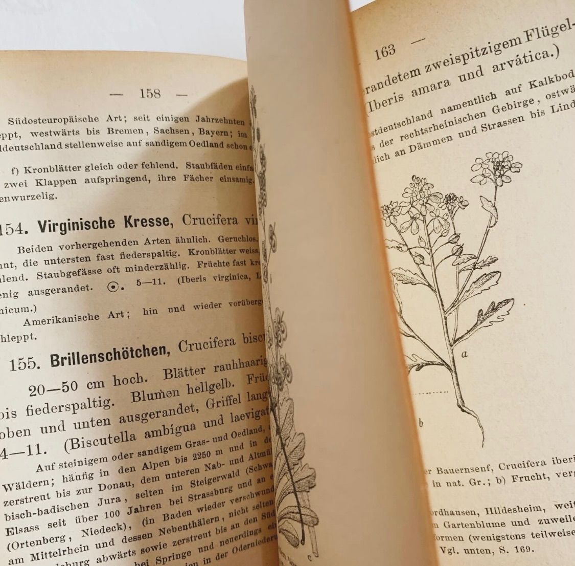 1902年 ドイツの美しい植物図鑑 J. Sturm's Flora von Deutschland