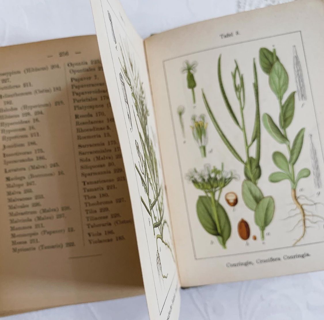L938洋書古書1957年ドイツ発行美しい植物画プレートが168枚入った植物図鑑 L938洋書古書1957年ドイツ発行美しい植物画プレートが168枚入った植物