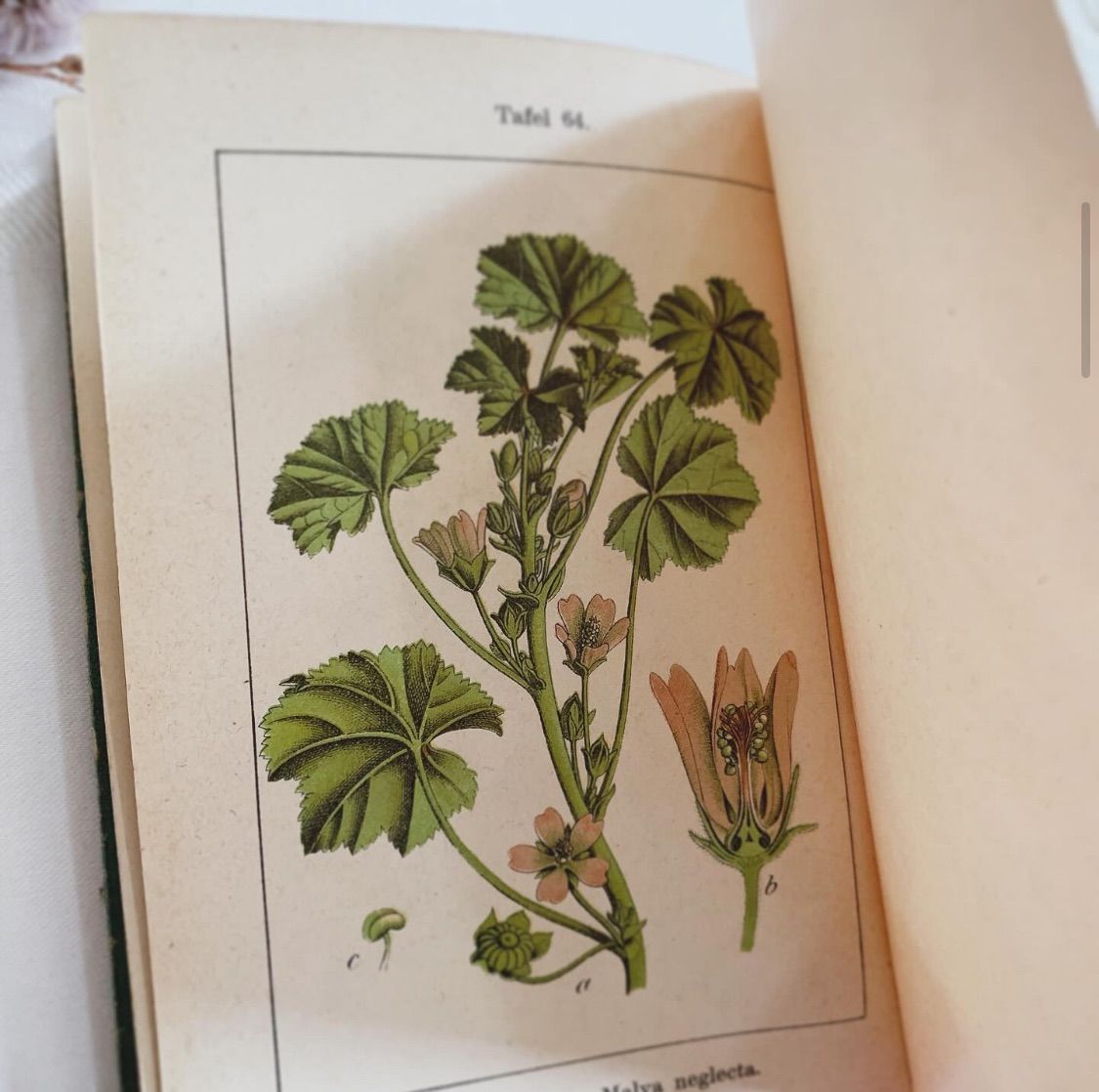※1897年【初版】ドイツの植物学の本　植物図鑑　超希少　レア　アンティーク 1902年 ドイツの美しい植物図鑑 J. Sturm's Flora von Deutschland