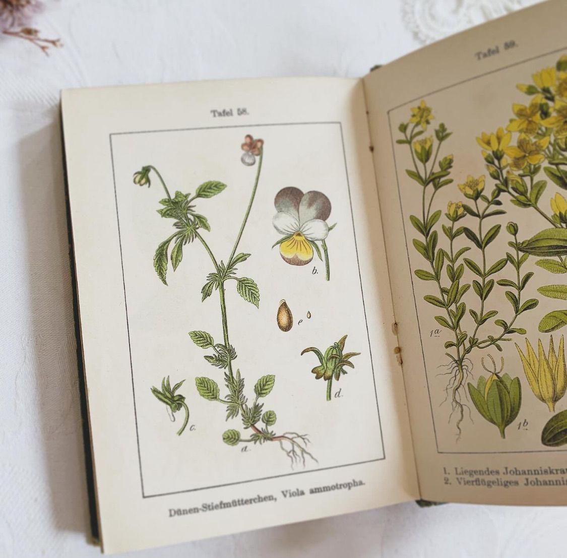 1902年 ドイツの美しい植物図鑑 J. Sturm's Flora von Deutschland