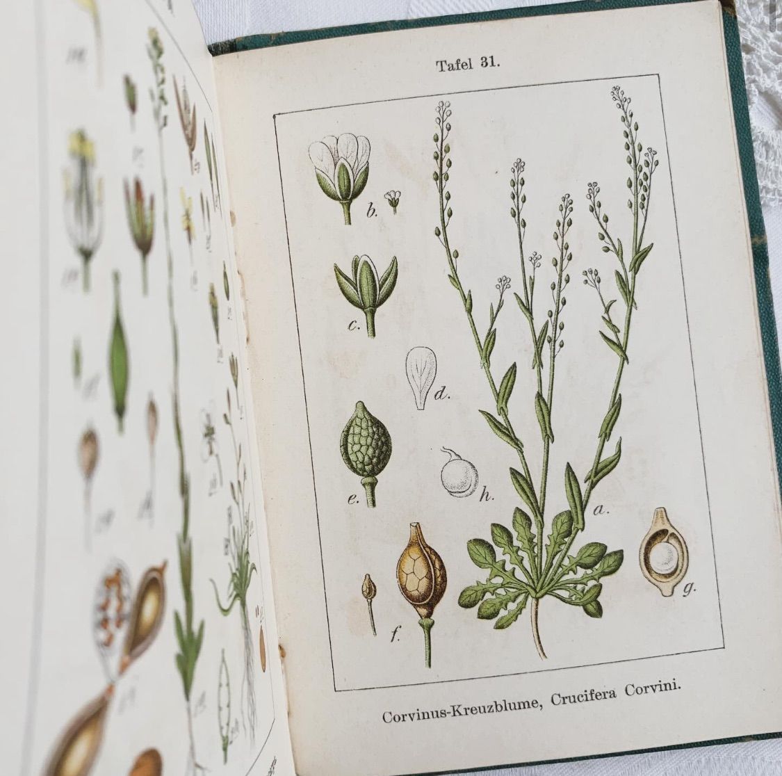 植物図鑑 洋書 古書 ボタニカルアート アンティーク リトグラフ 25