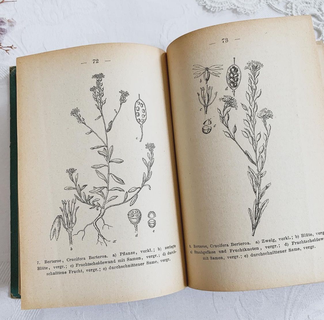 1902年 ドイツの美しい植物図鑑 J. Sturm's Flora von Deutschland