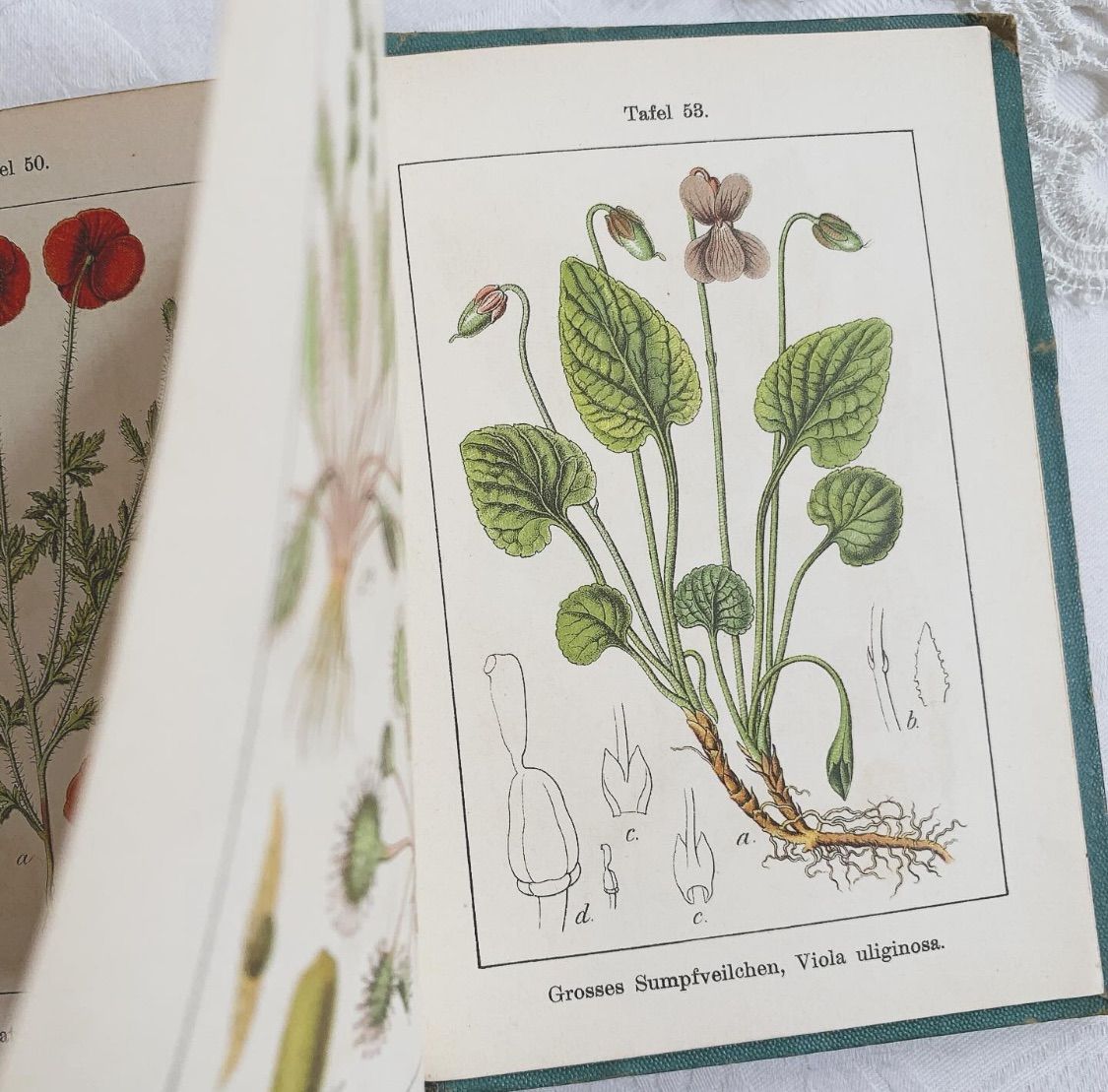 ※1897年【初版】ドイツの植物学の本　植物図鑑　超希少　レア　アンティーク 1902年 ドイツの美しい植物図鑑 J. Sturm's Flora von Deutschland