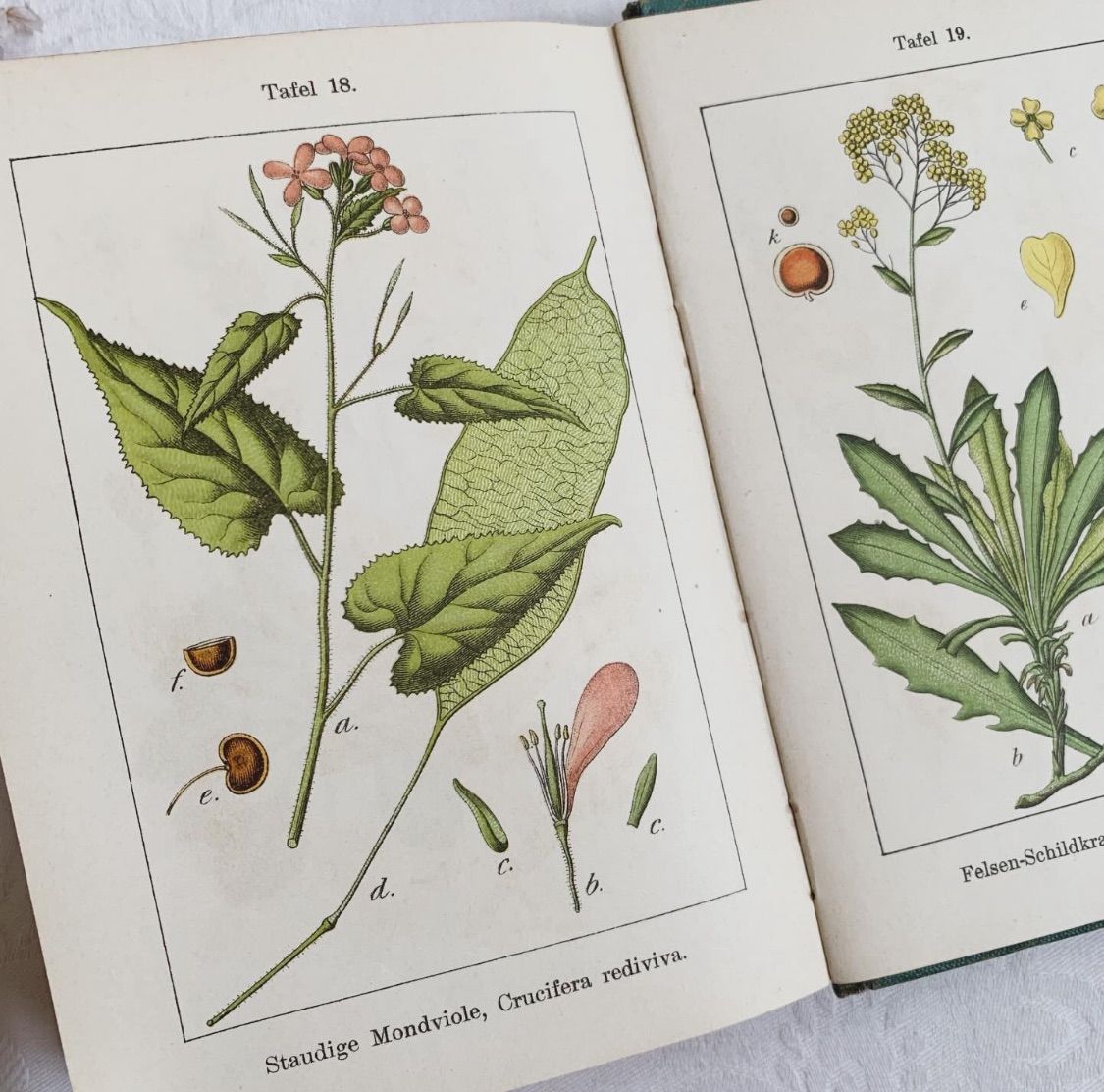 1902年 ドイツの美しい植物図鑑 J. Sturm's Flora von Deutschland