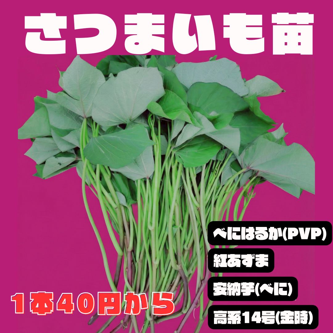 発送期間 ⑨6/15～6/19 さつまいも苗 サツマイモ苗 苗20本 PVP