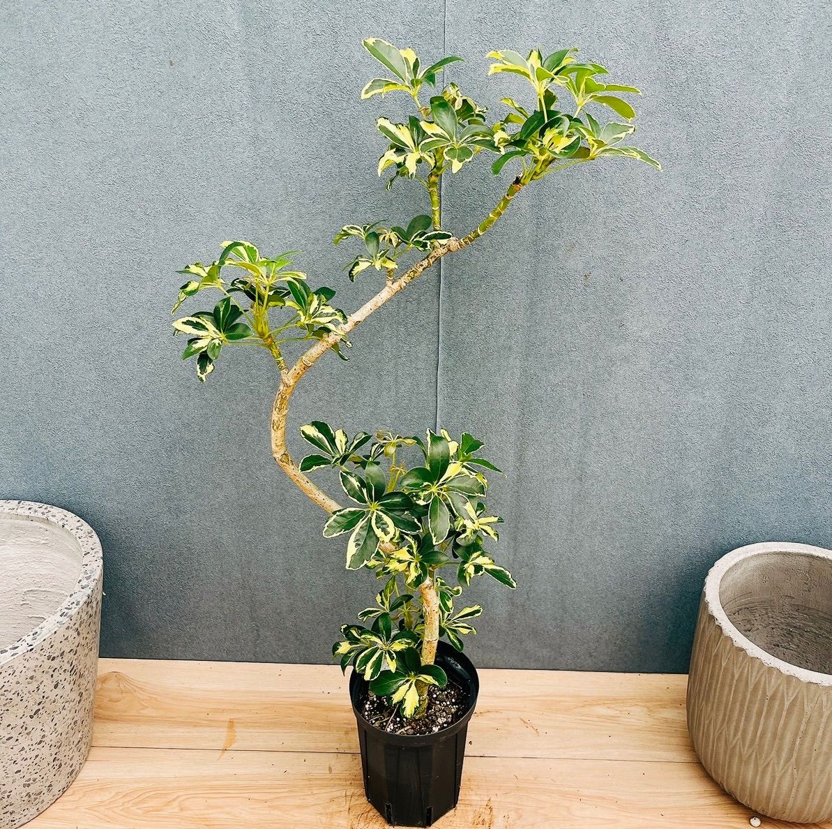 現品］☆初出品☆ 12番 シェフレラ ウォルシー 曲がり 5号 観葉植物