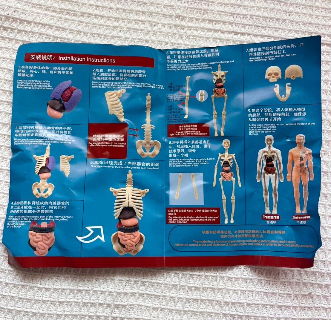ミニ人体模型 28cm 解剖図鑑 骨格標本 組み立て キット 知育玩具 自由