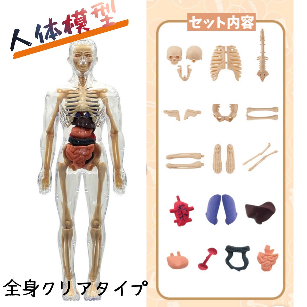 ミニ人体模型 28cm 解剖図鑑 骨格標本 組み立て キット 知育玩具 自由