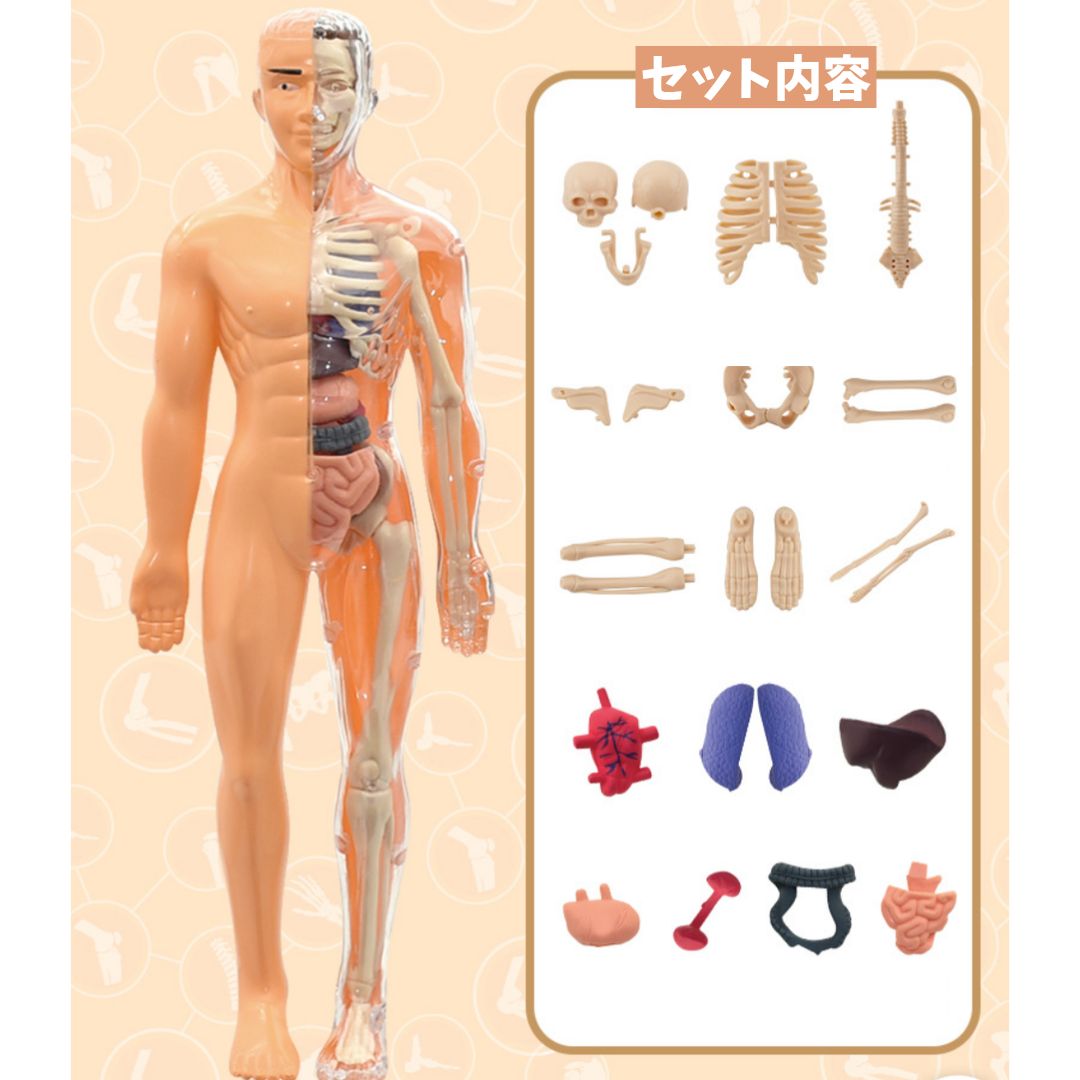 ミニ人体模型 28cm 解剖図鑑 骨格標本 組み立て キット 知育玩具 自由