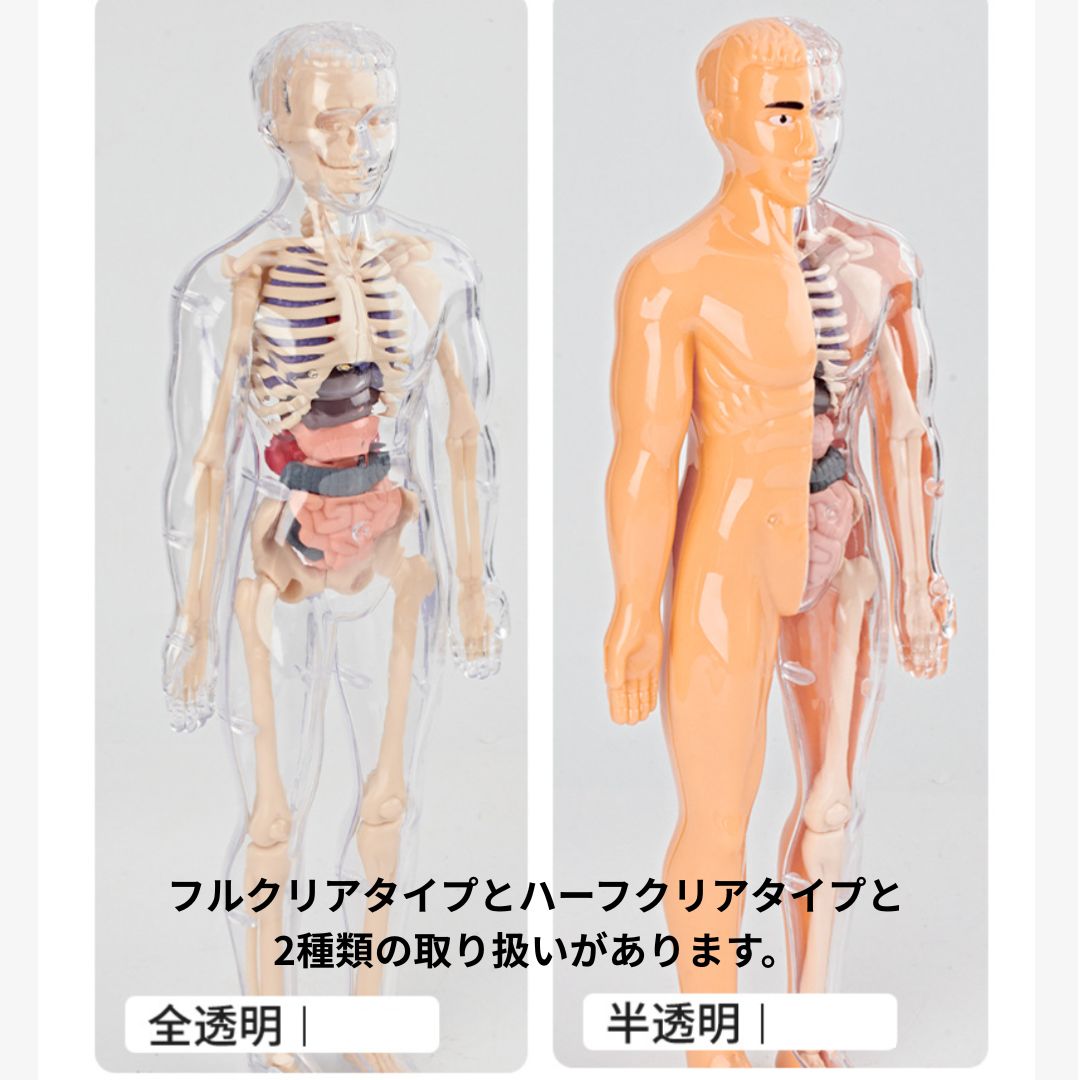 ミニ人体模型 28cm 解剖図鑑 骨格標本 組み立て キット 知育玩具 自由