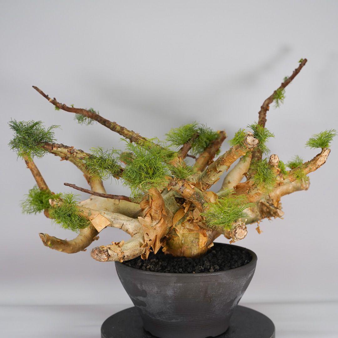 コミフォラ・クラウセリアナ（現地株、発根済） Commiphora glaucescens コミフォラ グラウケスケンス 発根済現地株 F2 塊根植物・コーデックス