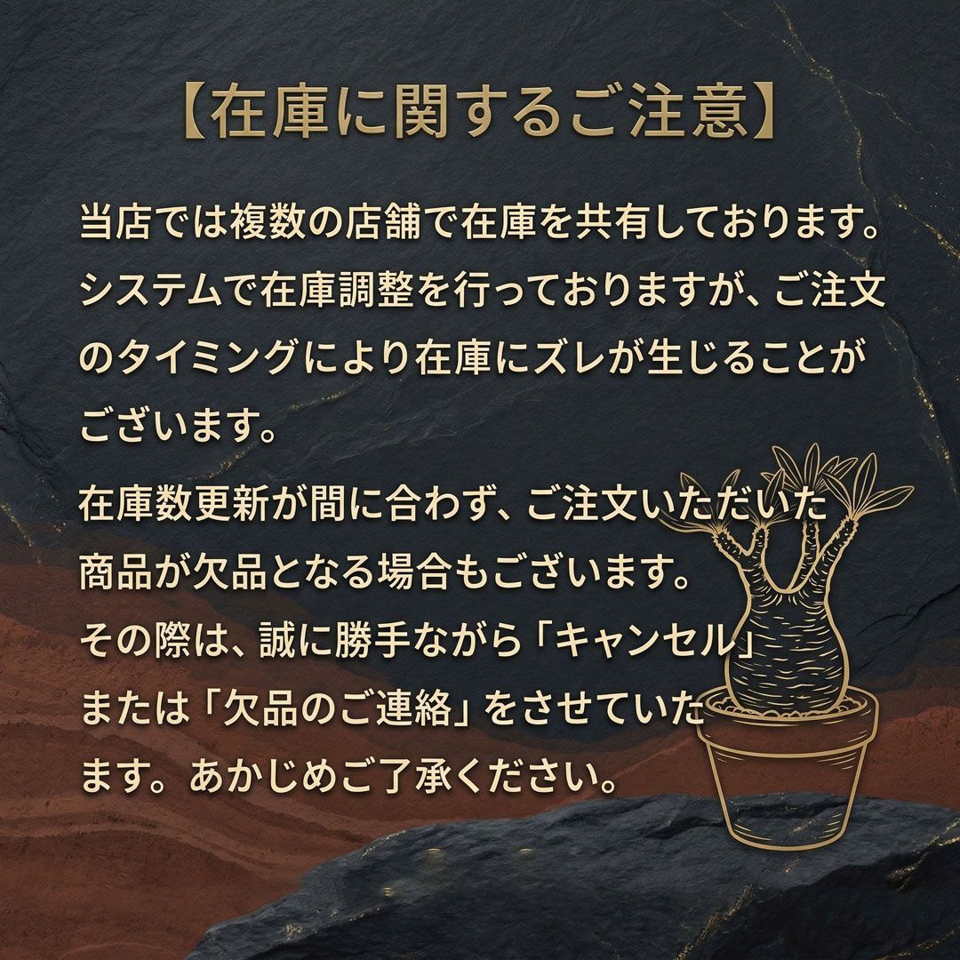 F66 コミフォラ クラウセリアナ 発根済 現地球 - メルカリ