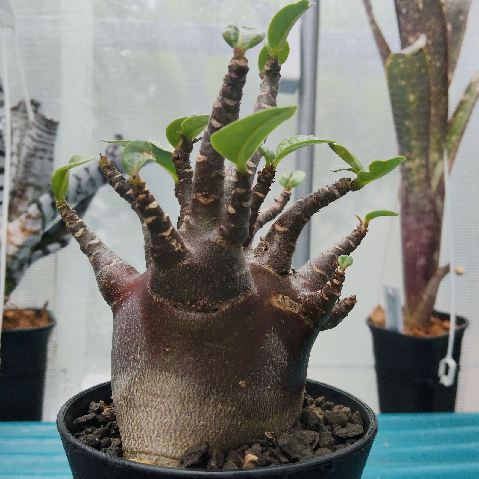 g67 アデニウム ドワーフ ブラックスキン 塊根植物 コーデックス