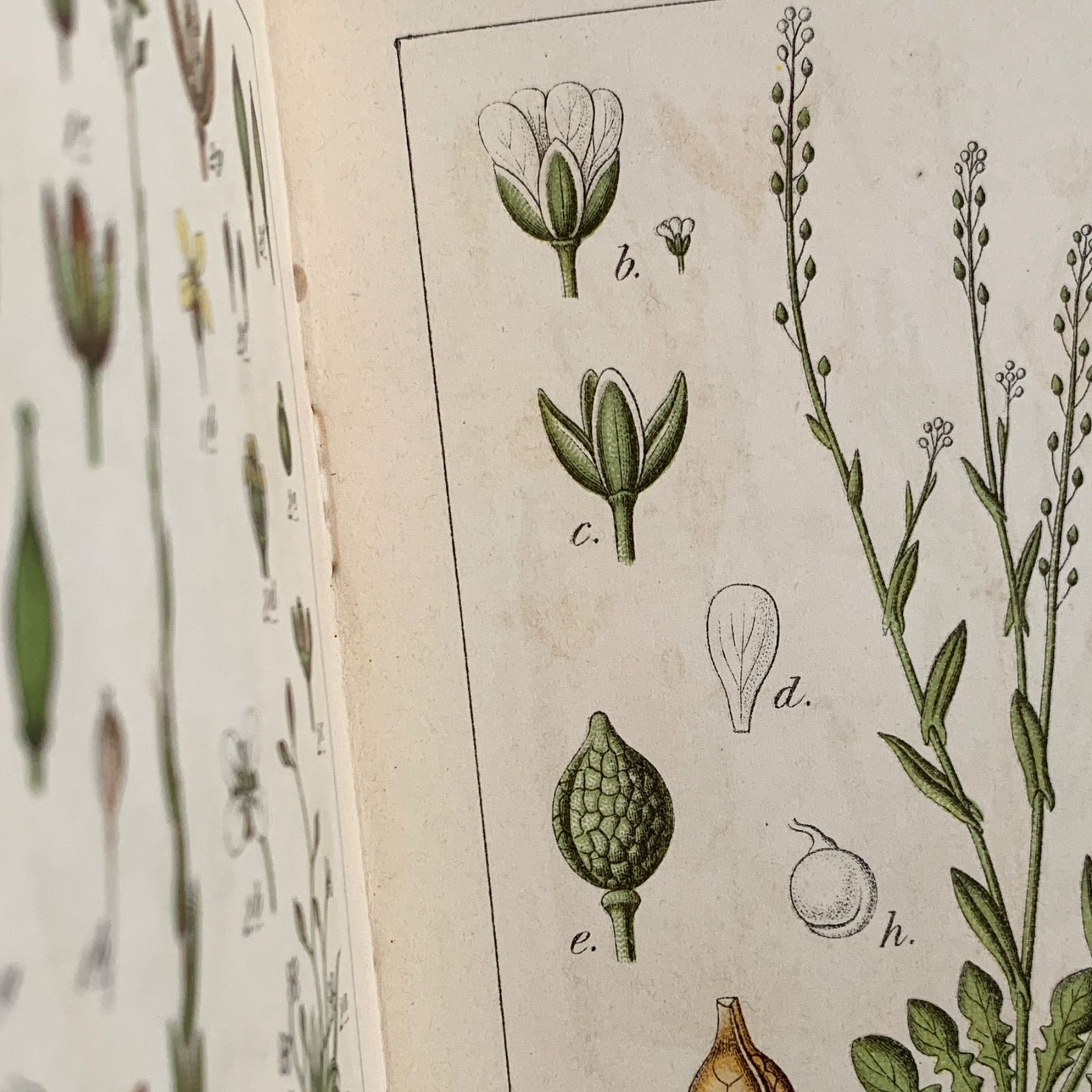 1902年 ドイツの美しい植物図鑑 J. Sturm's Flora von Deutschland
