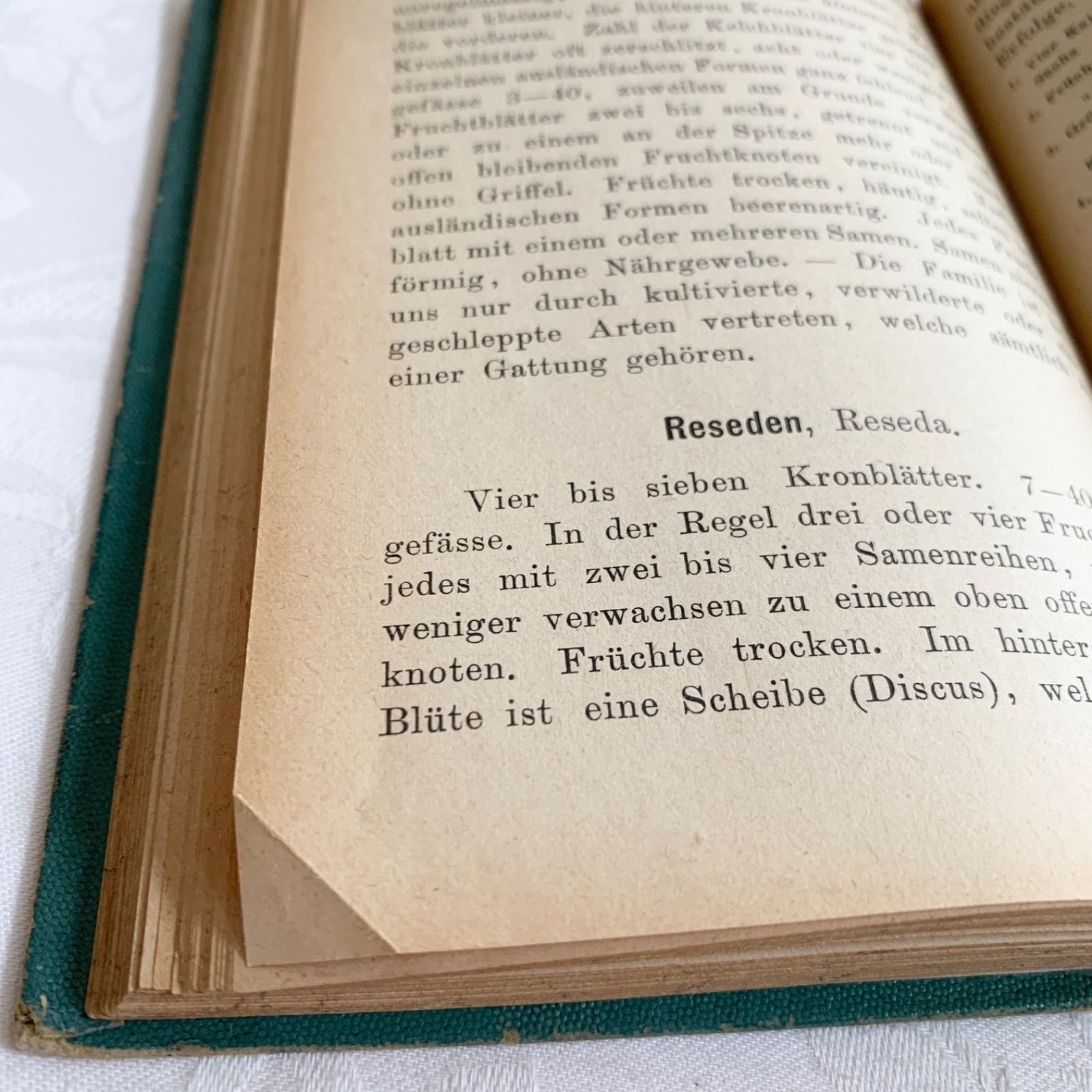 1902年 ドイツの美しい植物図鑑 J. Sturm's Flora von Deutschland