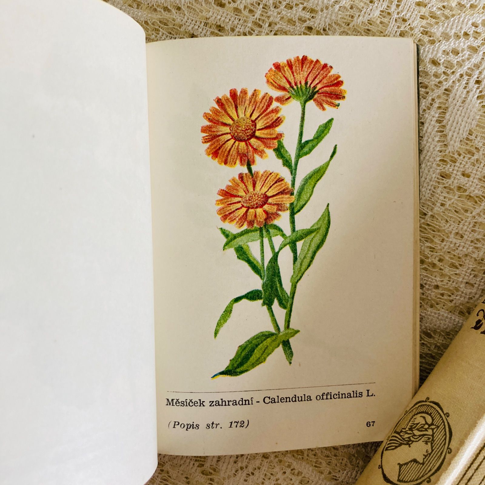 そめ花 絹のイリュージョン 安田早葉子 京都書院 そめ花萬葉の花々百趣