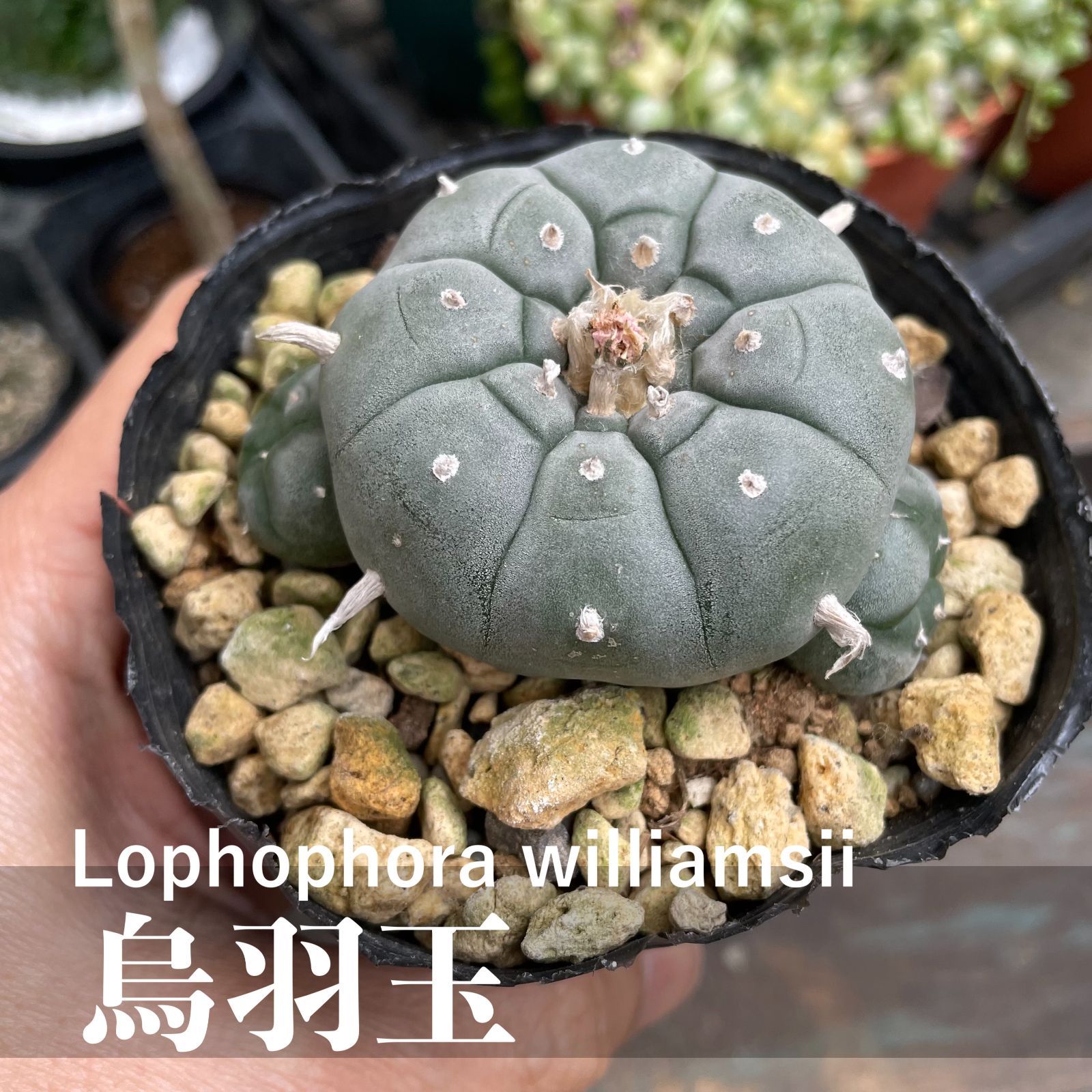 ロフォフォラ 鳥羽玉 実生 烏羽玉 サボテン テキサーナ ロホホラ 銀冠 