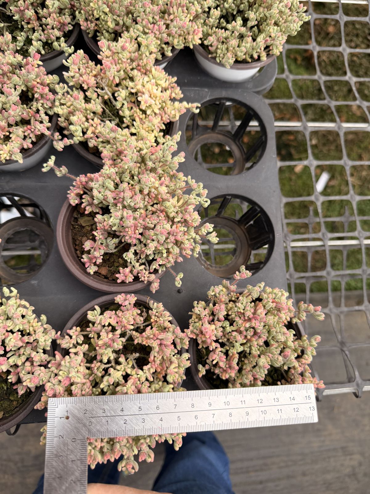 新入荷 10鉢の土鉢付きセット ルビーニシキ 多肉植物 佐川急便発送