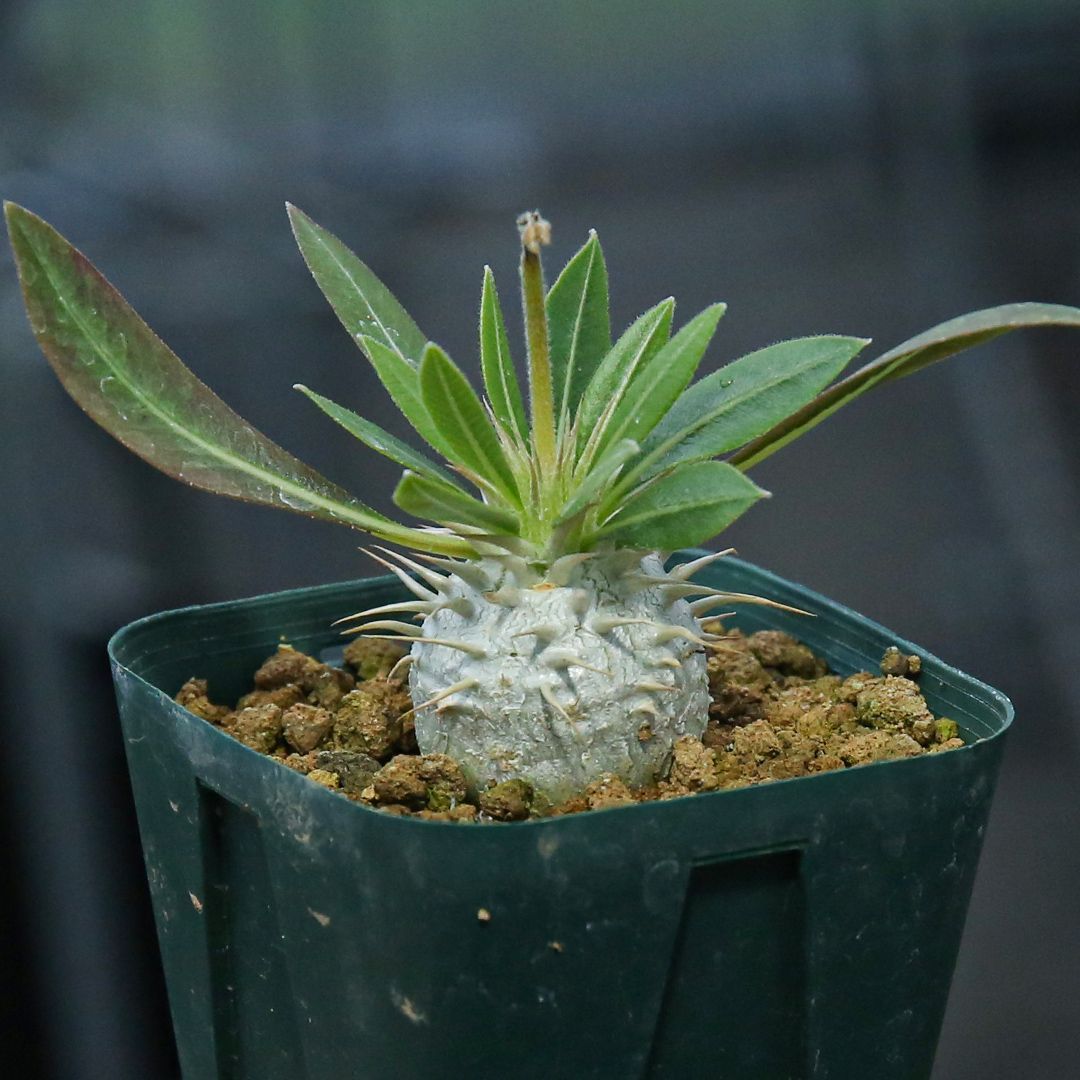 専用】パキポディウム レウコキサンツム｜実生｜PL2606 - メルカリ