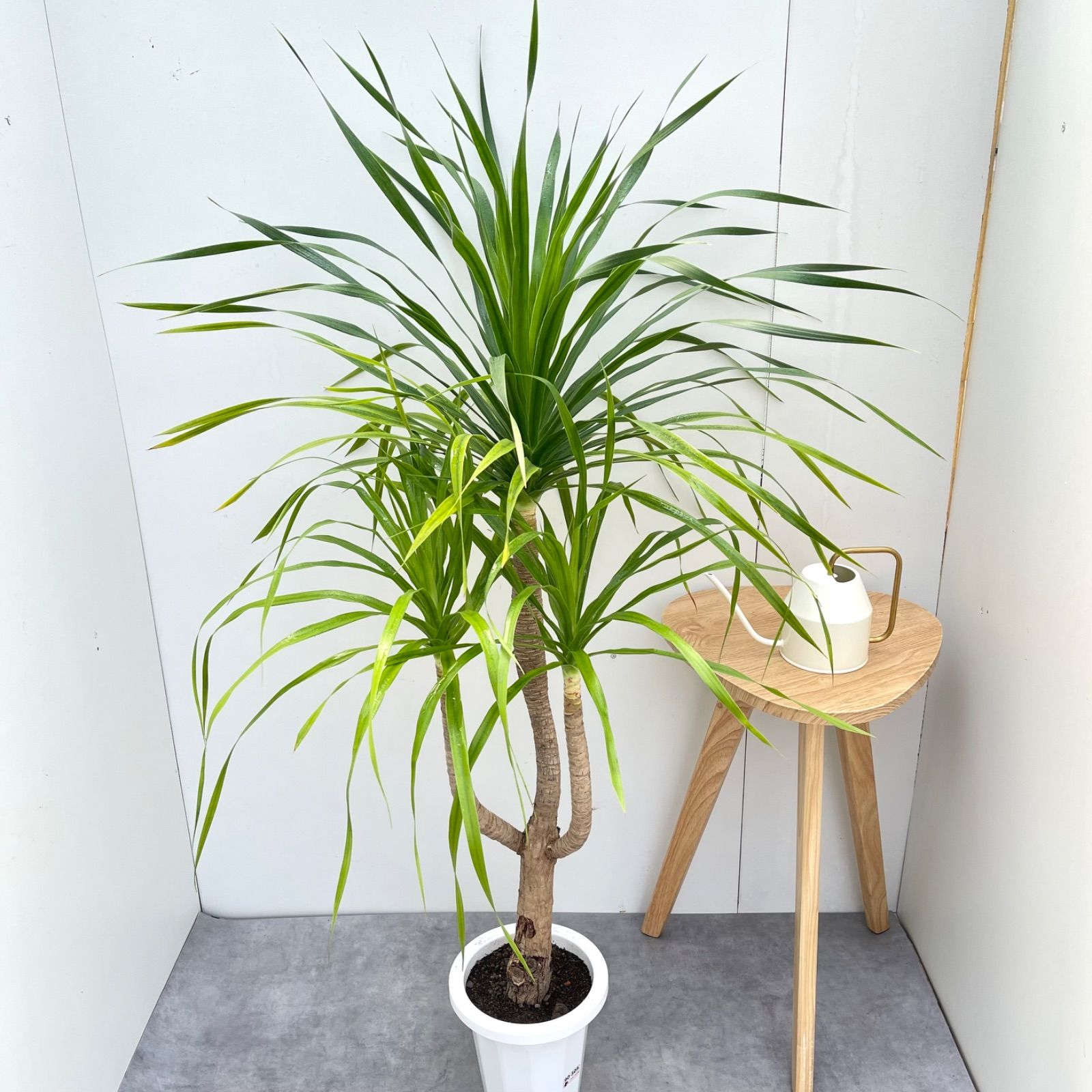 観葉植物 ドラセナ カンボジアーナ 11【現品】☆希少☆ 観葉植物 室内 7号