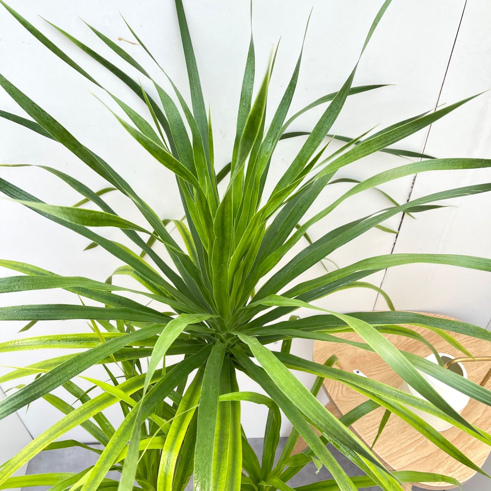 ドラセナ　カンボジアーナ　11【現品】☆希少☆ 観葉植物　室内　7号 観葉植物 ドラセナ カンボジアーナ 11【現品】☆希少☆ 観葉植物 室内 7号