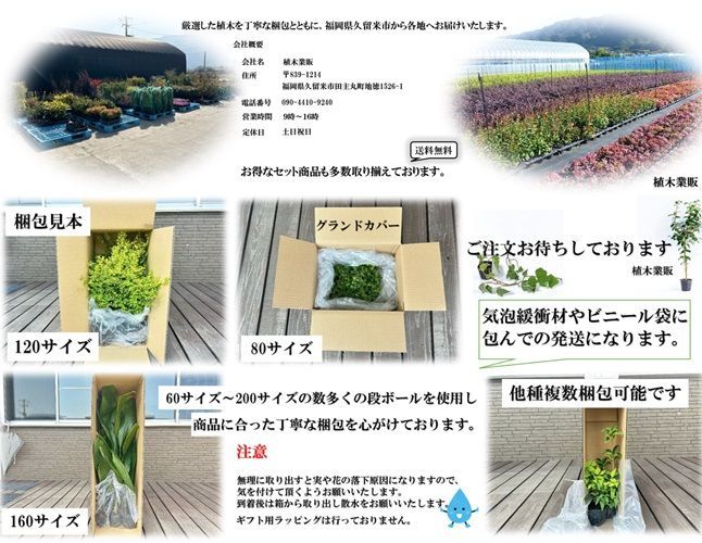 苗木・植木 【20本セット】ヒラドツツジ樹高0.3m前後15cmポット