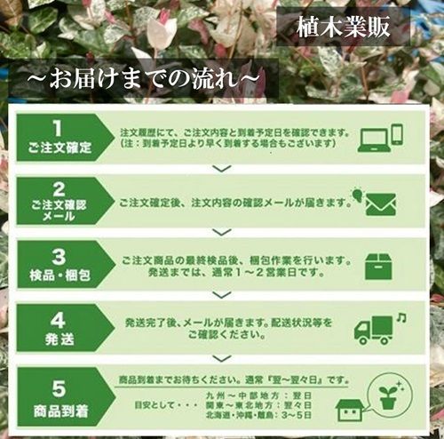 50本セット】オリーブ樹高0.3m前後10.5cmポット - メルカリ