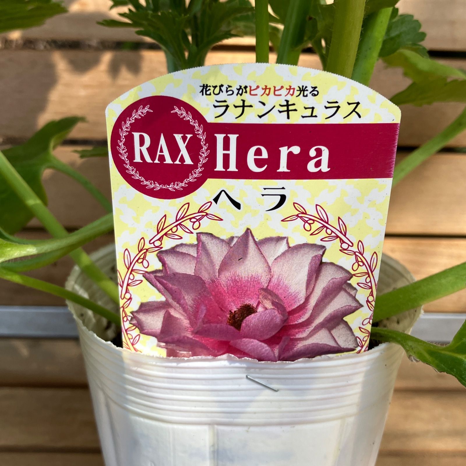 現品】① ヘラ ラナンキュラス ラックス 3号ポット 花苗 選抜苗 ②