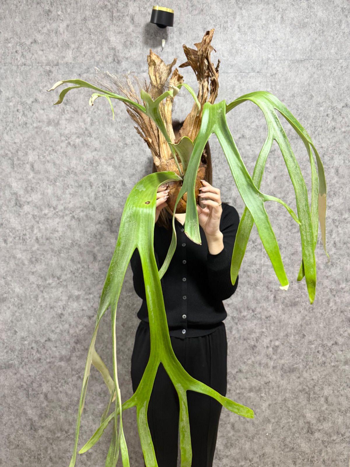 ▽P.willinckii WILD Java▽ 特大サイズ ウィリンキー ワイルド