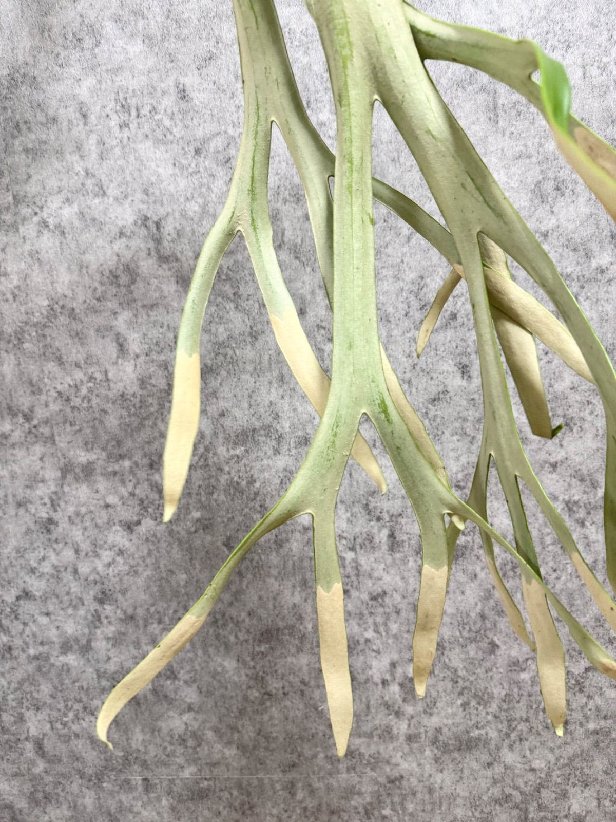 ▽P.willinckii WILD Java▽ 特大サイズ ウィリンキー ワイルド