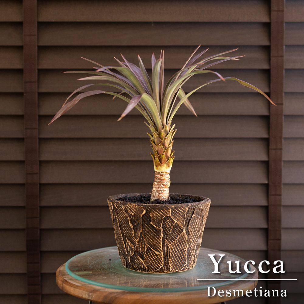 ユッカ・デスメティアーナ （Yucca desmetiana） 【公式通販】