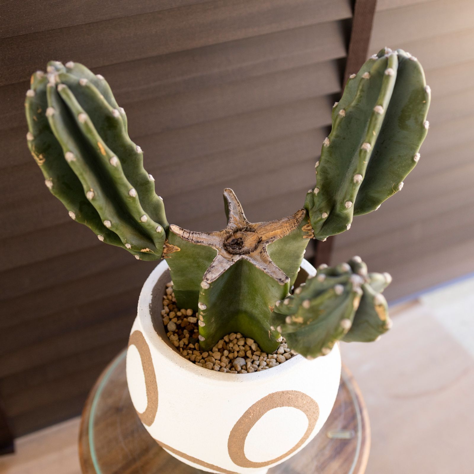 柱サボテン ブランチ 鬼面角 6号 セメント鉢 Branch サボテン 観葉植物