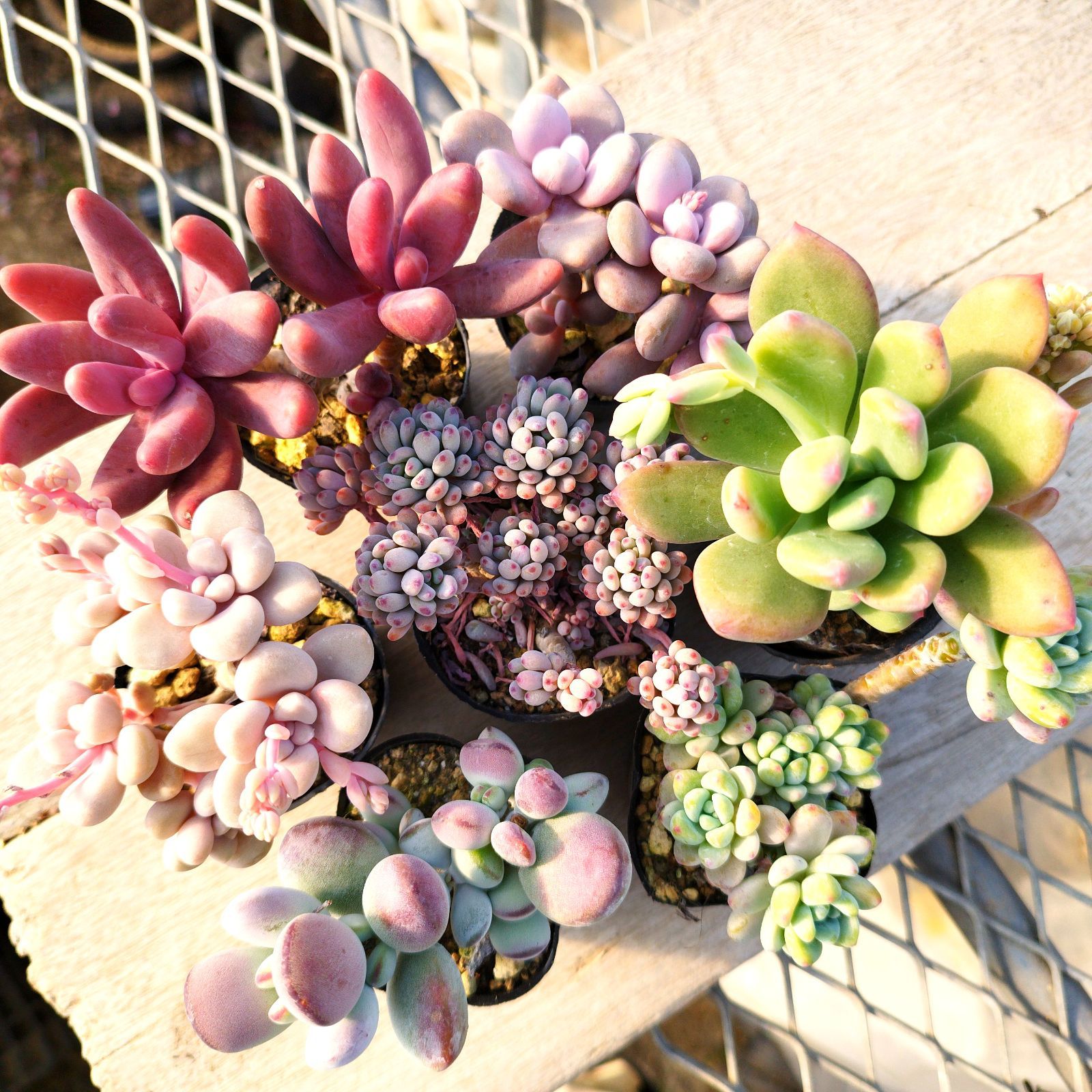 多肉植物 色々 7種セット 抜き苗 - メルカリ